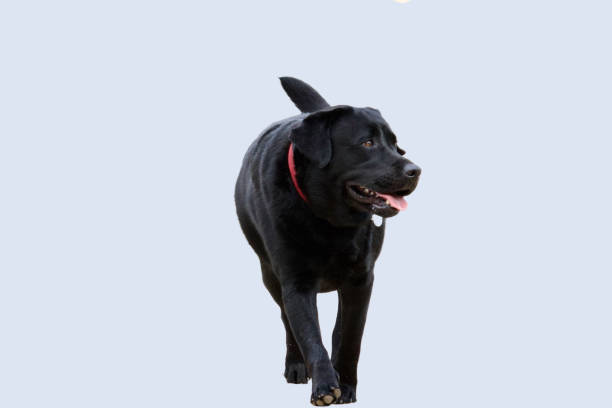 istock Beautiful overweighted dog 2152861628
