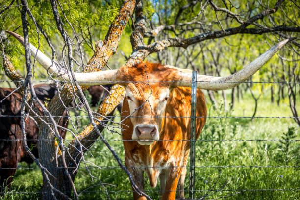 istock Texas longhorn cow behind a barb wire fence 2152862480