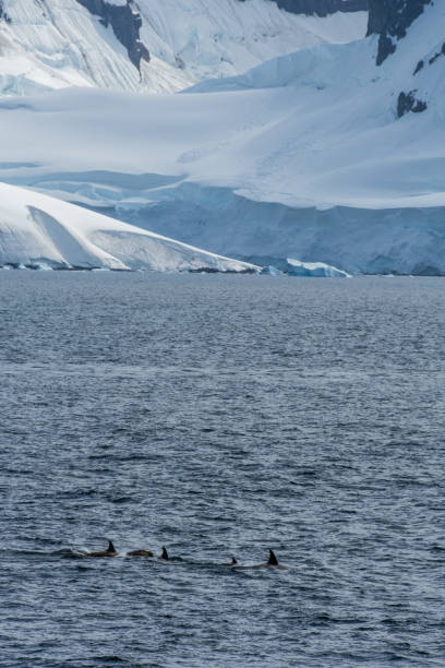 istock Killer whales in the Antarctic 2152862680