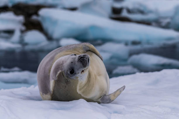 istock Crabeater Seal resting on a sheet of ice 2152862727