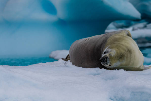 istock Crabeater Seal resting on a sheet of ice 2152862729
