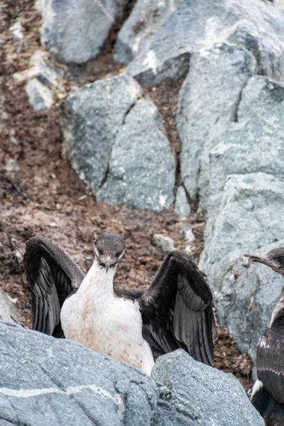 istock Antarctic Shags near Fish Islands 2152862733