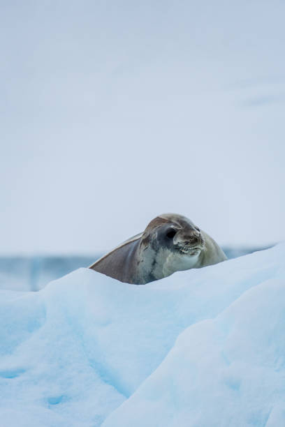 istock Close-up of a Weddell seal 2152862747
