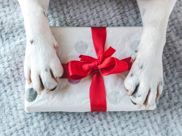 istock Beautiful gift box and dog paws. Close-up 2152862816