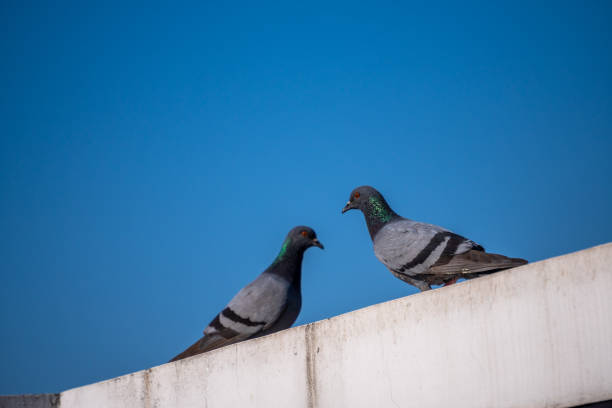 istock Rock Pigeons perching on rooftops in Dehradun City, Uttarakhand, India. 2152863523