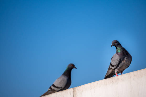 istock Rock Pigeons perching on rooftops in Dehradun City, Uttarakhand, India. 2152864341