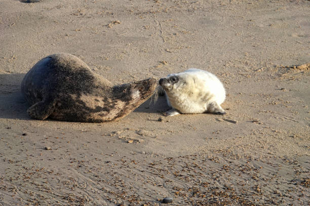 A mother grey seal and her young white furry seal pup on the beach kissing