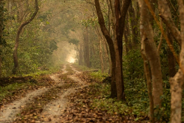 istock A path or safari track curves through a green forest at Buxa Tiger Reserve. 2152865666