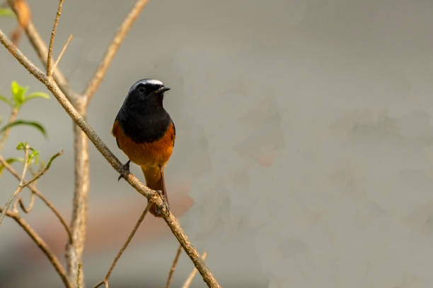 istock A Hodgson's Redstart bird sitting on a small branch looking for food. 2152865742