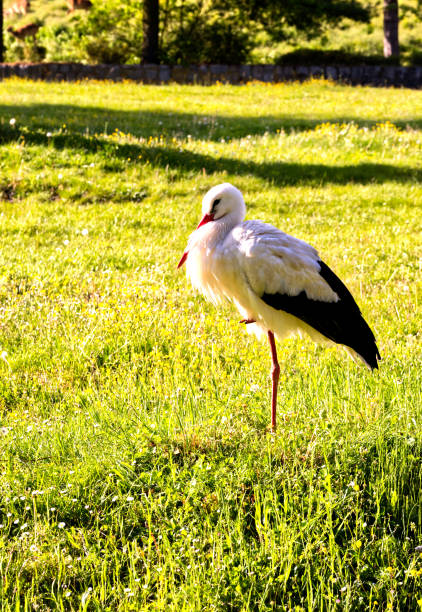 A stork standing on a meadow in the evening, a beautiful photo
