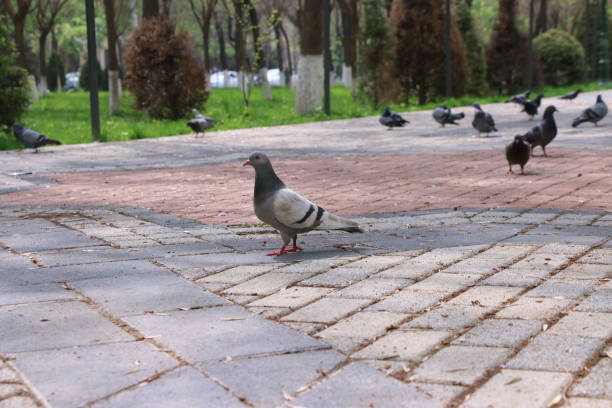 a flock of pigeons are standing on a sidewalk