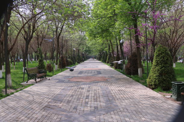 istock a walkway with a bench and a tree with purple flowers on it. 2152868390