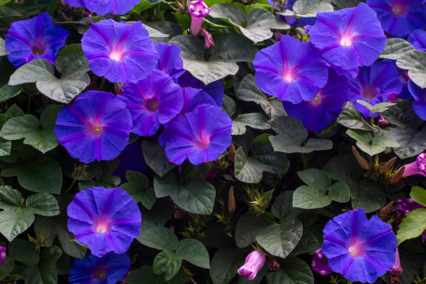 Ipomoea purpurea (Purple morning glory) flower
