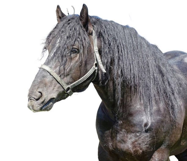 istock Horse isolated on white background 2152871244