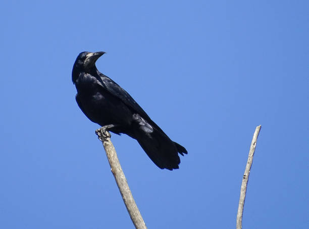 istock A crow sits on a branch. In Romania 2152871248