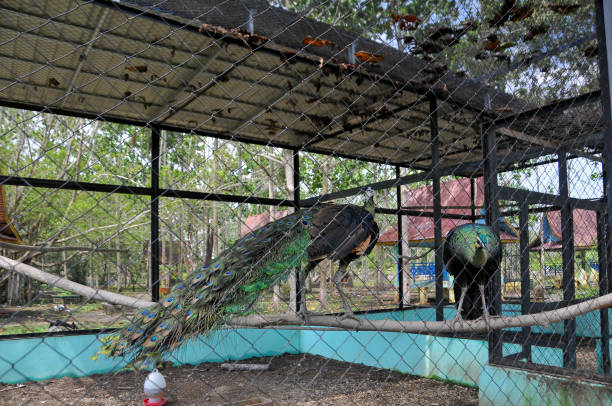 Side view to a dancing peacock in the jungle in the Wilpattu National Park in Sri Lanka