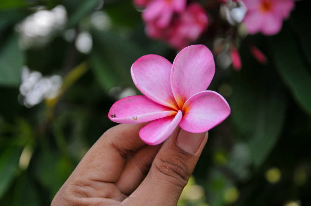 Pink frangipani flowers on a green leaf background
