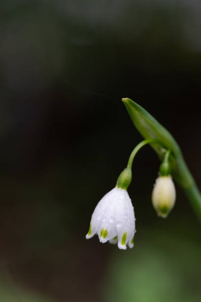 white flowers wet in the rain