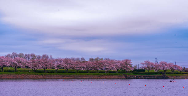 istock Cherry Blossom Trees across the river 2152873577