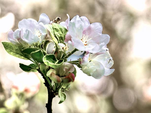 The flowers are collected in few-flowered semi-umbrella-shaped or corymbose inflorescences. The color of the flowers can vary from completely white to soft pink and bright crimson.