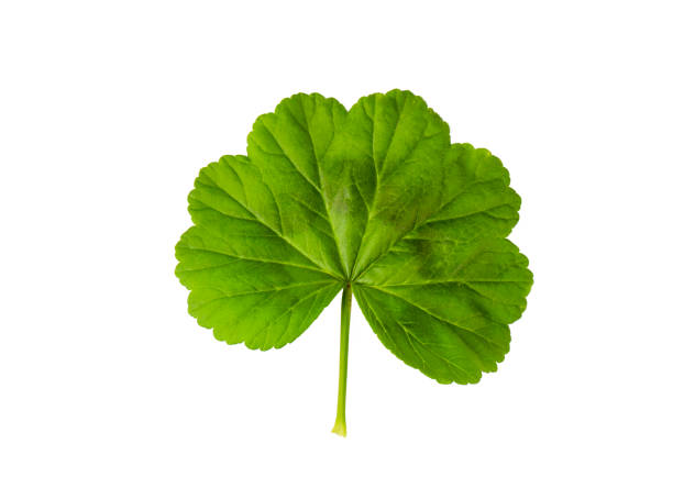 Geranium flowers and leaves isolated on white background. Pink pelargonium plants collection and banner.