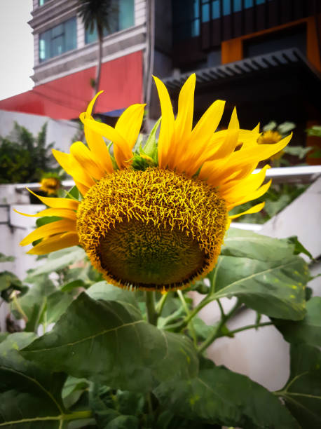Beauty sun flower on the morning