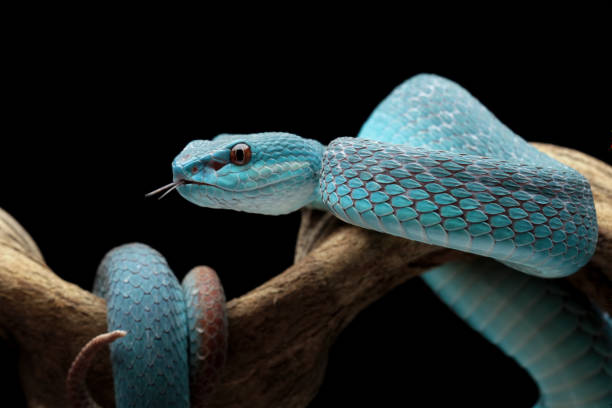 istock Blue viper snake insularis, trimeresurus Insularis 2152878112