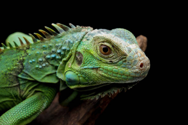 istock Green iguana isolated on black 2152878123