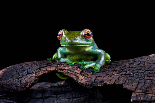 istock Rhacophorus dulitensis, Jade tree frog sitting on wood 2152878362