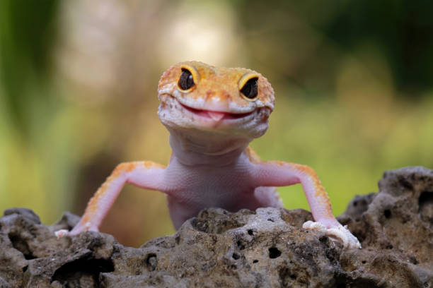 leopard gecko lizard, eublepharis macularius