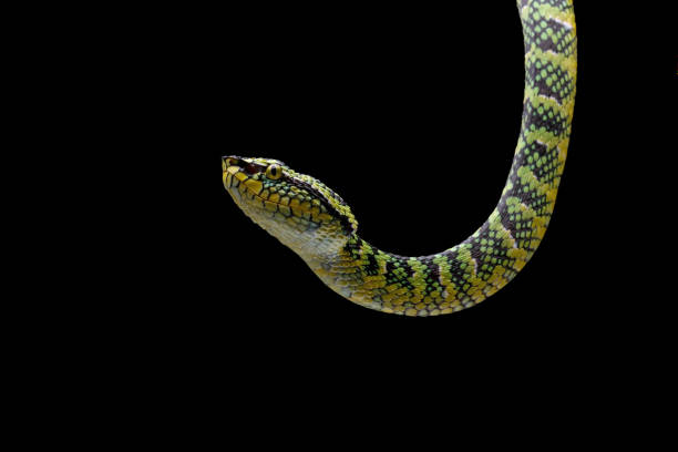 high venomous snake