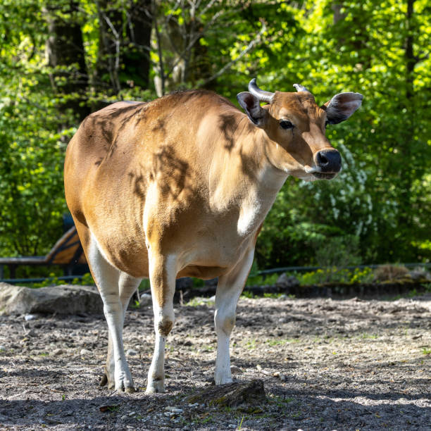 istock Banteng, Bos javanicus or Red Bull is a type of wild cattle. 2152878972