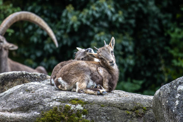 Young baby mountain ibex on a rock - capra ibex in a german park