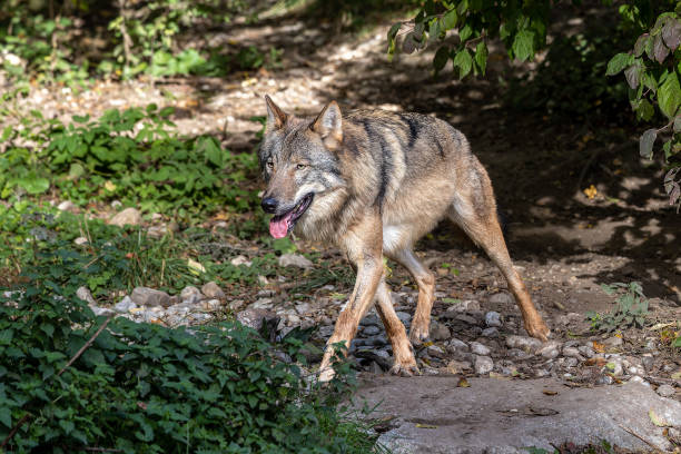 istock European Grey Wolf, Canis lupus in a german park 2152879498
