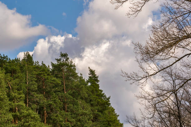 Various trees against a blue sky with white clouds