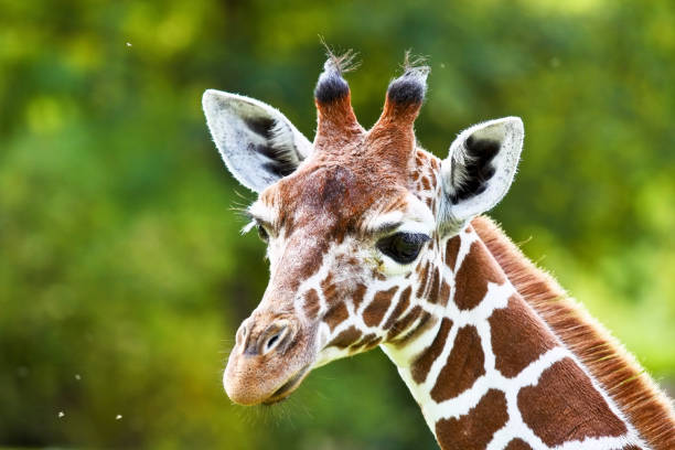 istock The giraffe, Giraffa camelopardalis is an African mammal 2152879731