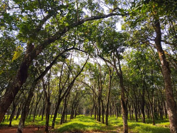 Row of rubber trees with wild grass