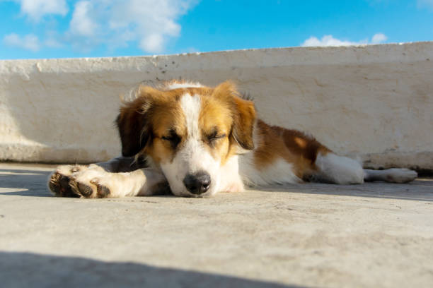 istock Brown and white dog, Lying on the street, sleeping. 2152880971