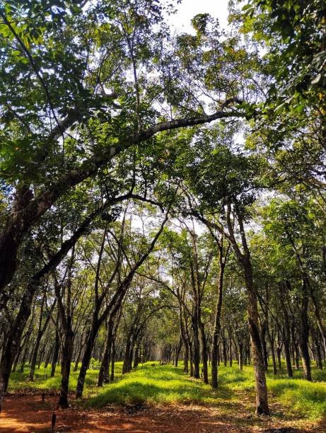 istock Row of rubber trees with wild grass 2152881399