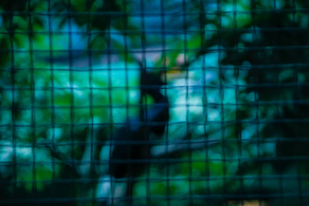 Bokeh effect of parrot shape with fence in blur motion. Abstract animal concept.