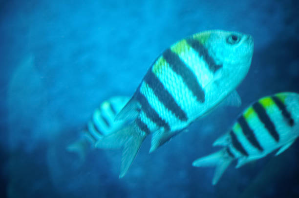 Close-up of Indo-Pacific sergeant swimming in the water. Marine Life. Fish, animal concept.
