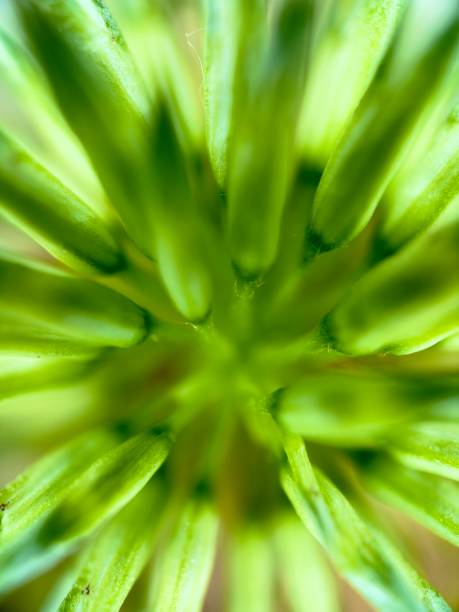 Wildflower bud in spring. Focus stacking photography technique with multiples photographs.