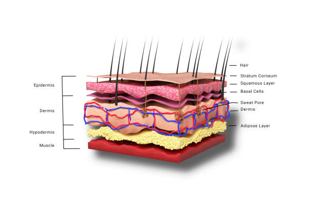 Human Skin anatomy diagram break up Human Skin anatomy diagram break up skin diagram photos stock pictures, royalty-free photos & images