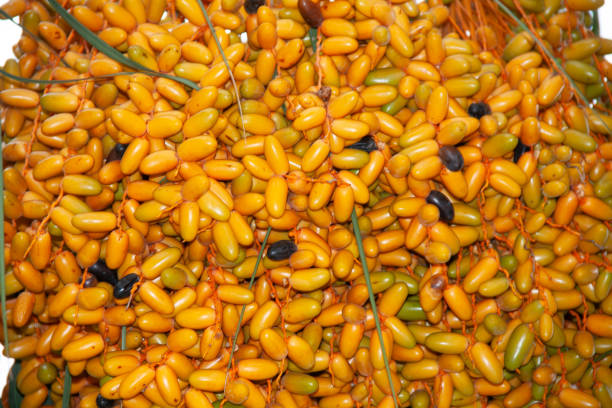 Palm tree, butia capitata, and its fruits seen from a low angle