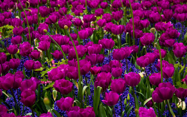 Purple tulips background in a park of Holland
