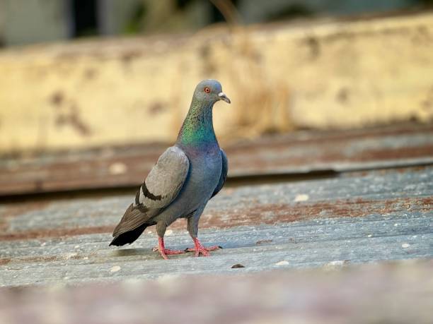 istock Indian pigeon on the roof 2152894111