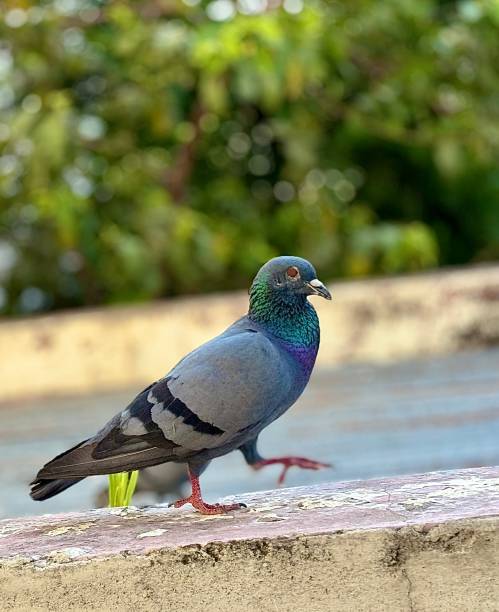 istock Indian pigeon on the roof 2152894293