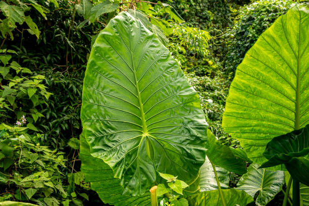 istock Alocasia macrorrhizos plants 2152895557