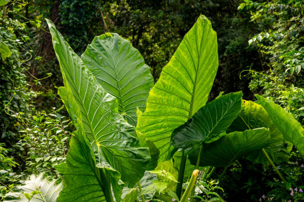 Alocasia macrorrhizos plants