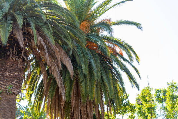 Brazilian palm trees in urban afforestation.